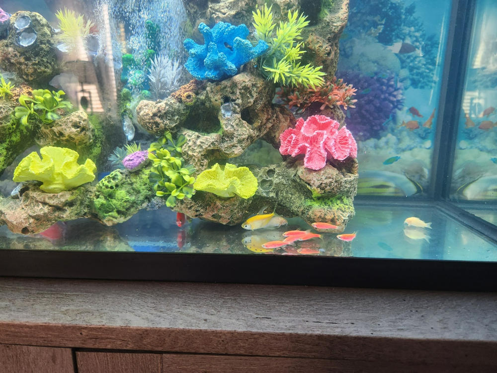 GloFish® Zebra Danio Add-On Collections - Customer Photo From Sandy Reierson