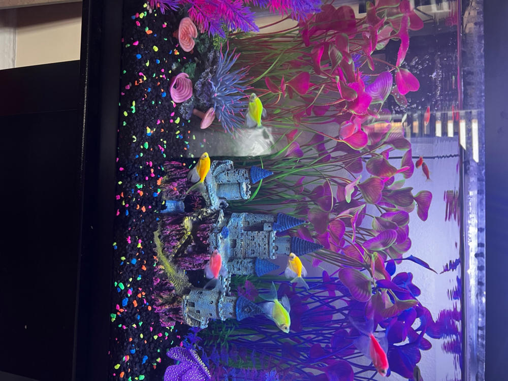 GloFish® Danio Add-On Collections - Customer Photo From Brittany Brown