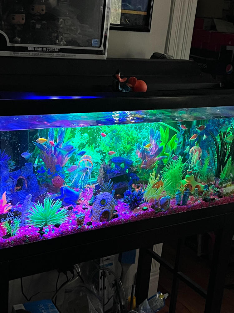 GloFish® White Skirt Tetra Add-On Collections 3pk - Customer Photo From Anonymous