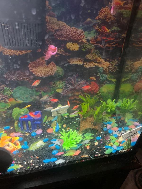 GloFish® Skirt Tetra Single Color Set (3ct) - Customer Photo From Anonymous