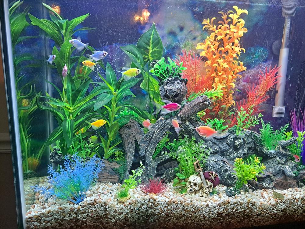GloFish® White Skirt Tetra Add-On Collections - Customer Photo From Jeannette Agnew