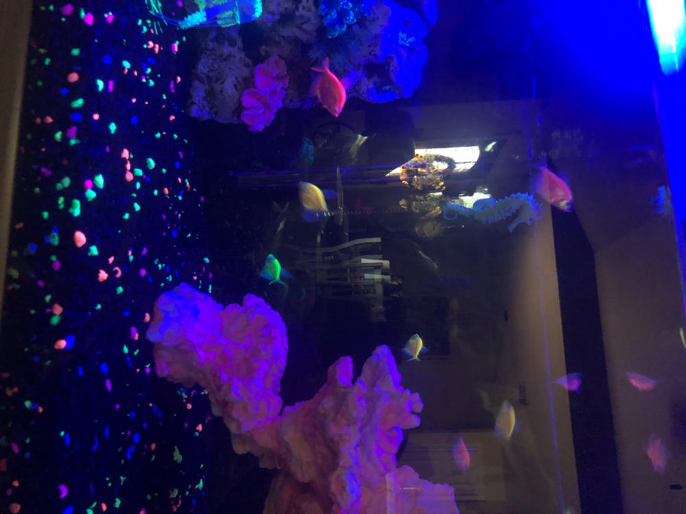 GloFish® White Skirt Tetra Add-On Collections 3pk - Customer Photo From Kasey Reeves