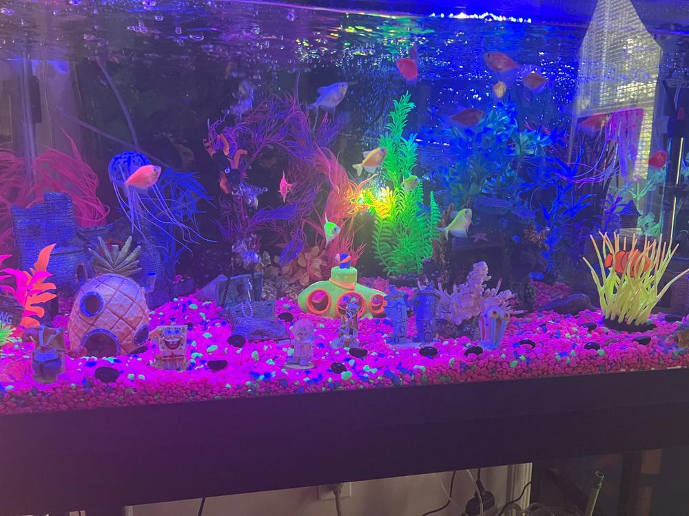 GloFish® White Skirt Tetra Add-On Collections 3pk - Customer Photo From Anonymous