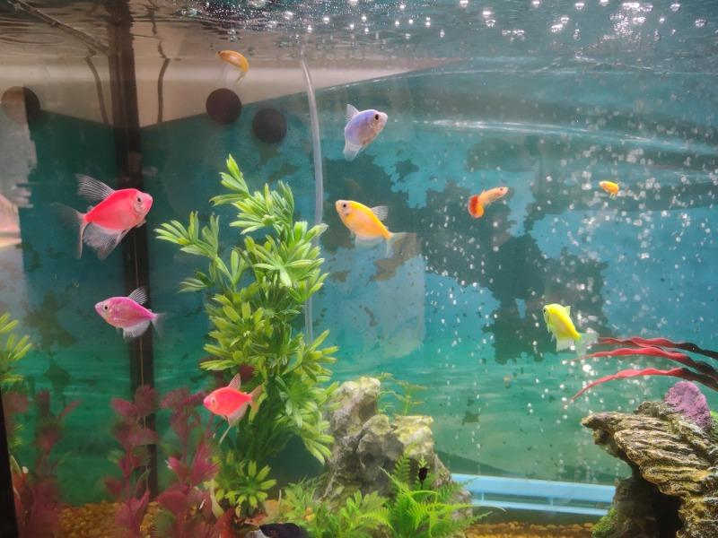 GloFish® Long-Fin Tetra Add-on Collections - Customer Photo From Julie filion