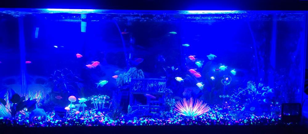 GloFish® Long-Fin Tetra Add-on Collections - Customer Photo From Valerie Fultz
