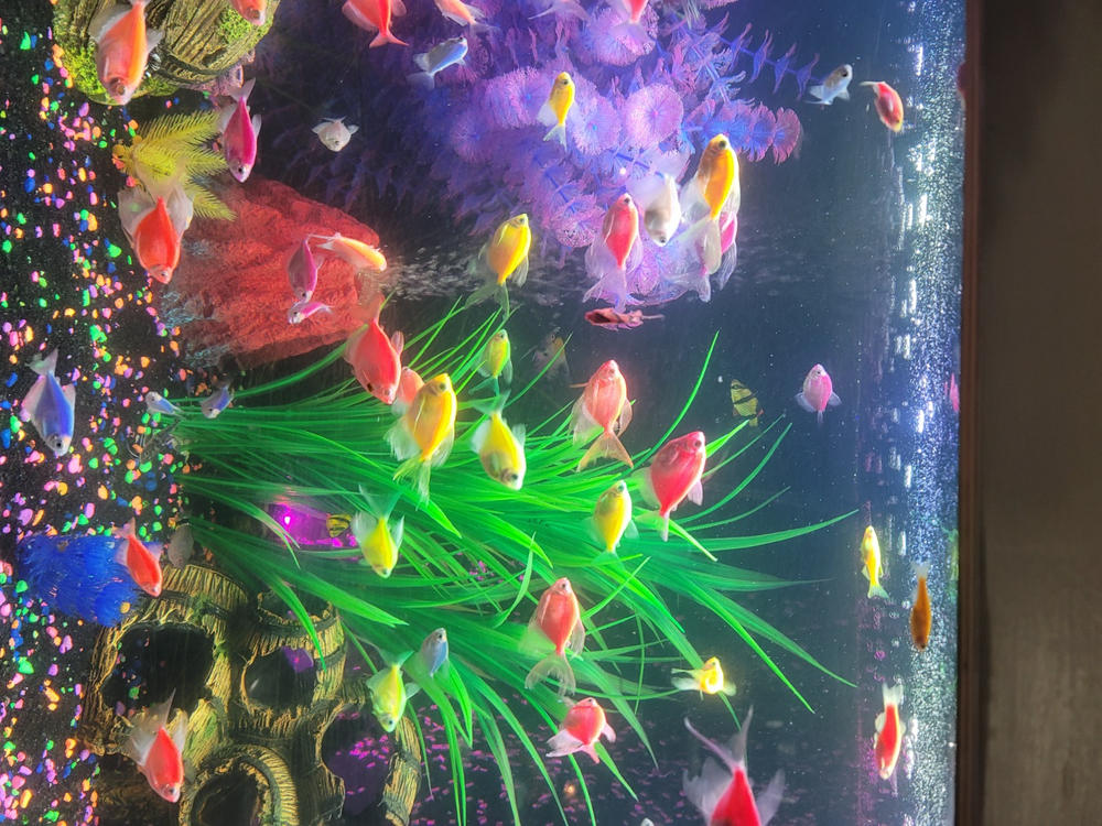 GloFish® Long-Fin Tetra Add-on Collections - Customer Photo From Reggie Walker