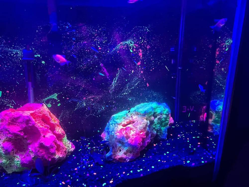 GloFish® Long-Fin Tetra Add-on Collections - Customer Photo From Valerie Walasek