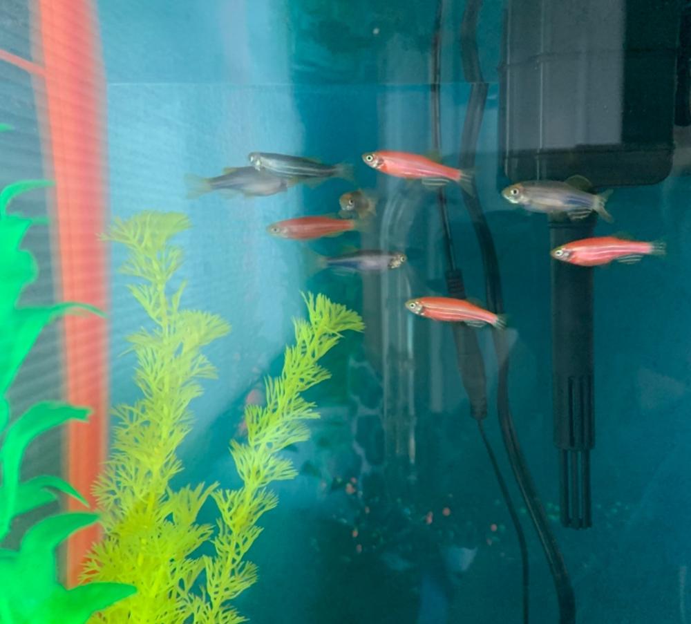 GloFish® Red & Blue Collection - Customer Photo From Britanee Jett