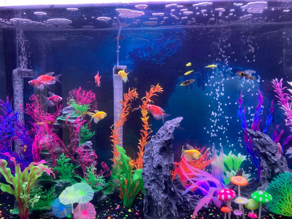 GloFish® Long-Fin Skirt Tetra Single Color Set (5ct) - Customer Photo From Ed Lasch