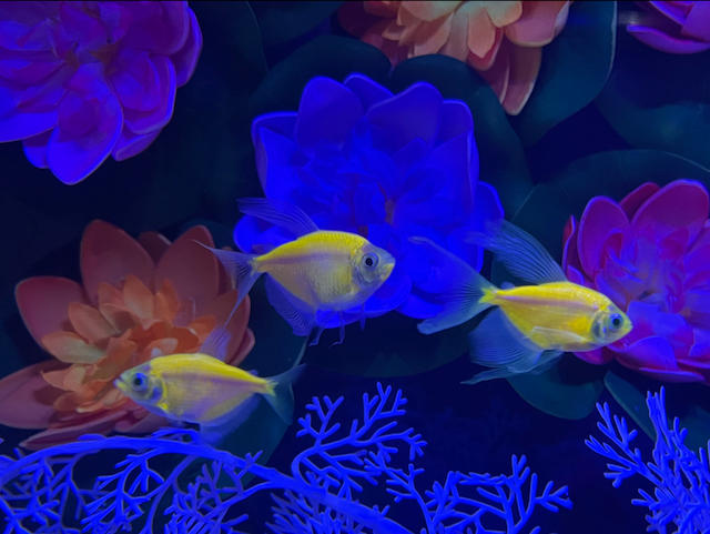 GloFish® Long-Fin White Skirt Tetra "Pick Your Color" Collection - Customer Photo From Anonymous