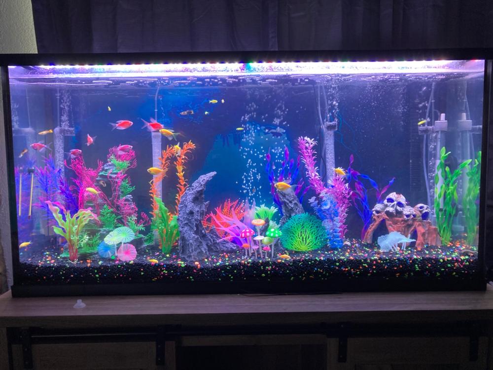 GloFish® Long-Fin Skirt Tetra Single Color Set (5ct) - Customer Photo From Ed Lasch