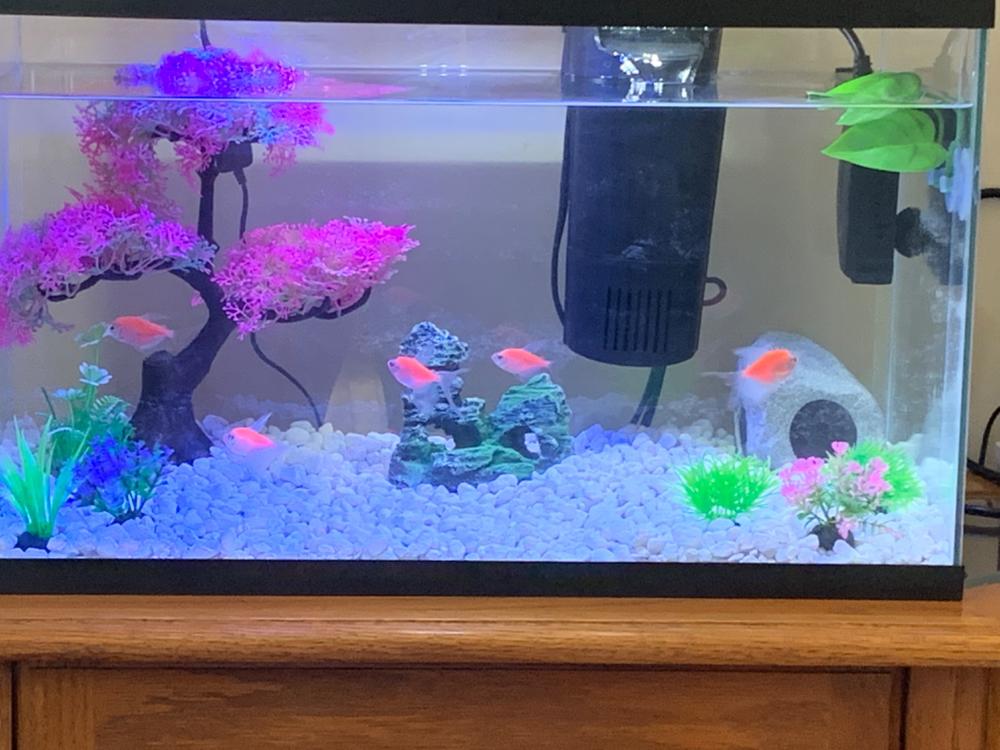 GloFish® Long-Fin White Skirt Tetra "Pick Your Color" Collection 5ct. - Customer Photo From Anonymous