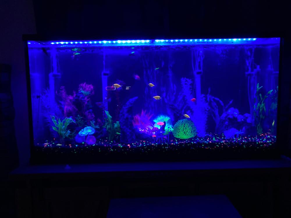 GloFish® Long-Fin Skirt Tetra Single Color Set (5ct) - Customer Photo From Ed Lasch