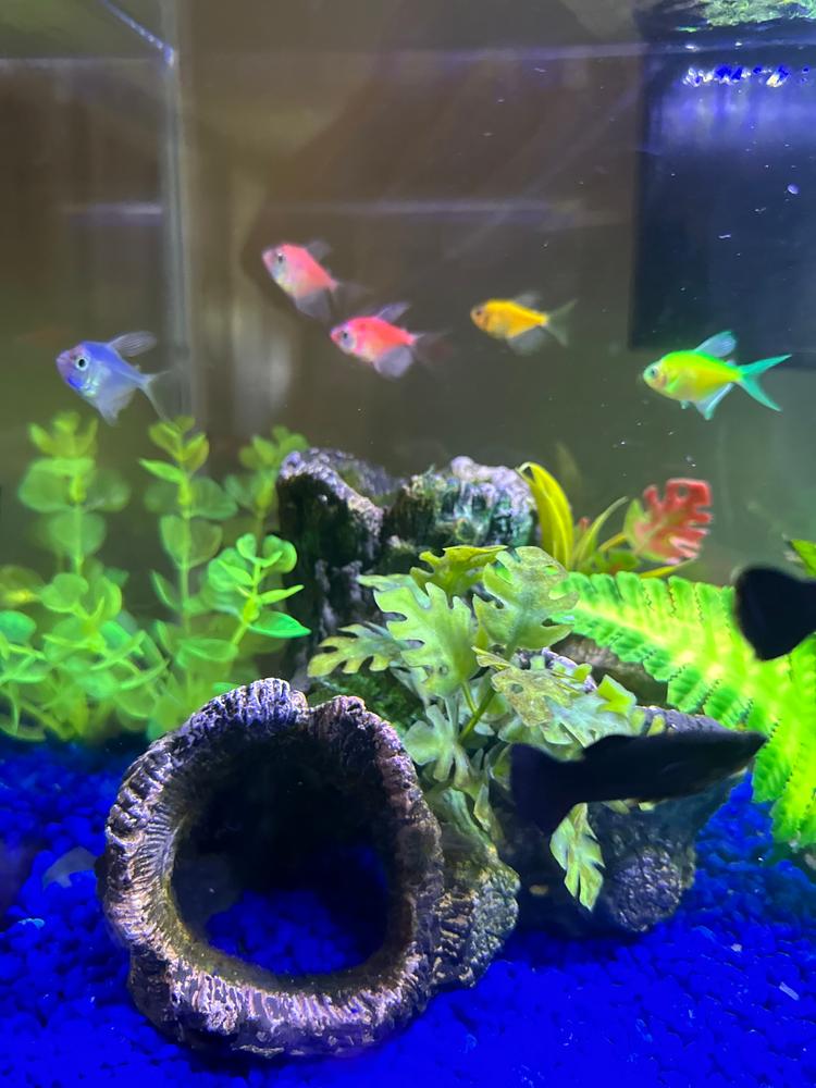 GloFish® Long-Fin Skirt Tetra Mixed Set (6 ct) - Customer Photo From Michelle Shepherd