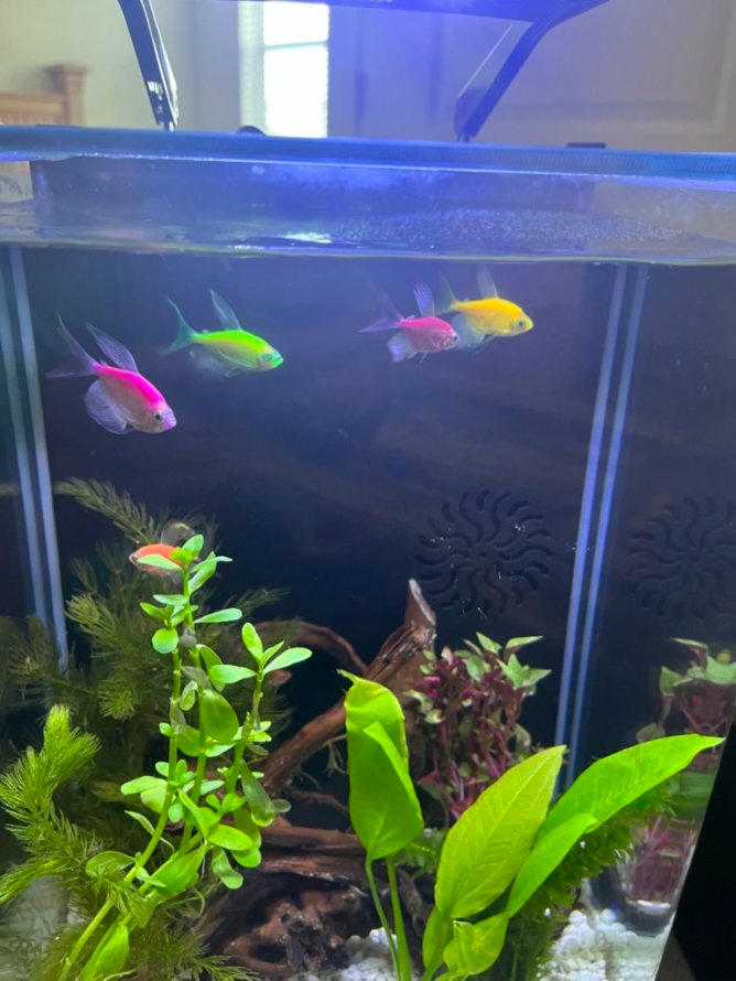 GloFish® Assorted Long-Fin White Skirt Tetra Collection - Customer Photo From Lonnie Rouse