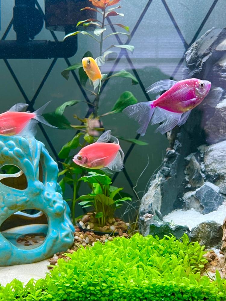 GloFish® Assorted Long-Fin White Skirt Tetra Collection 6ct - Customer Photo From Anonymous