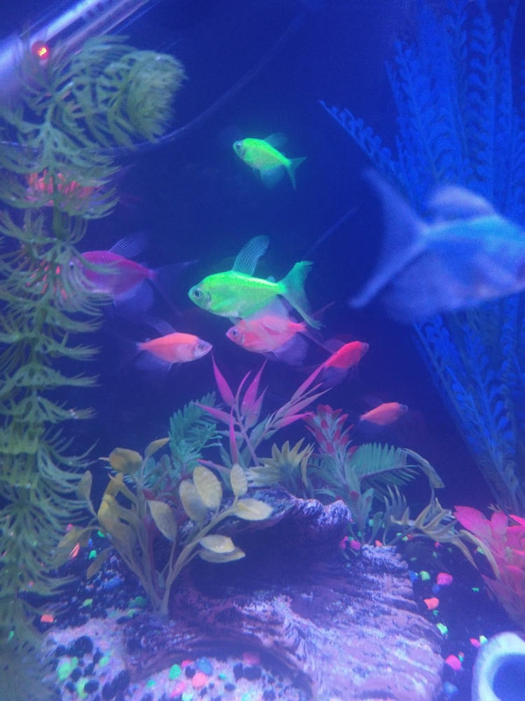GloFish® Assorted Long-Fin White Skirt Tetra Collection 6ct - Customer Photo From Michelle Strong