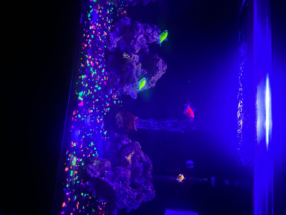 GloFish® Special Flake Food 1.59 oz - Customer Photo From Anonymous