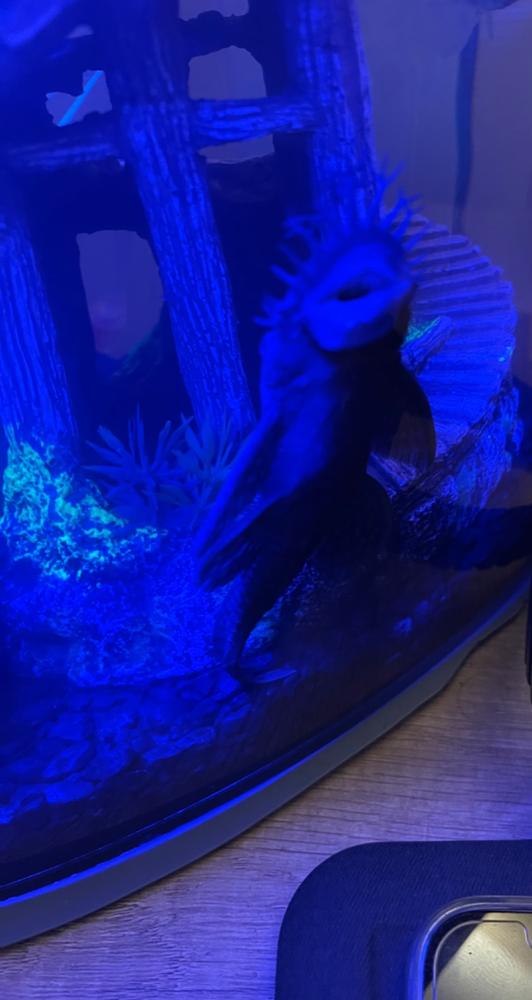 Bushy Nose Pleco - Customer Photo From Anonymous