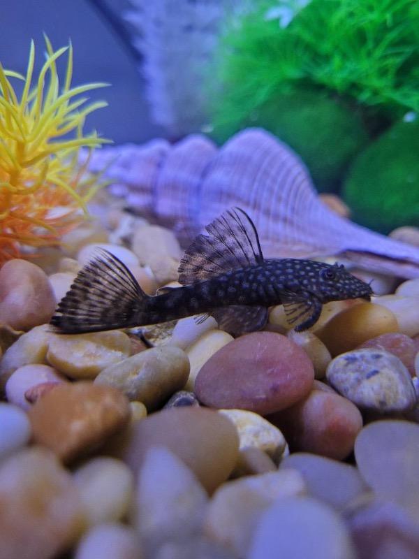 Bushy Nose Pleco - Customer Photo From Kristen Eyler