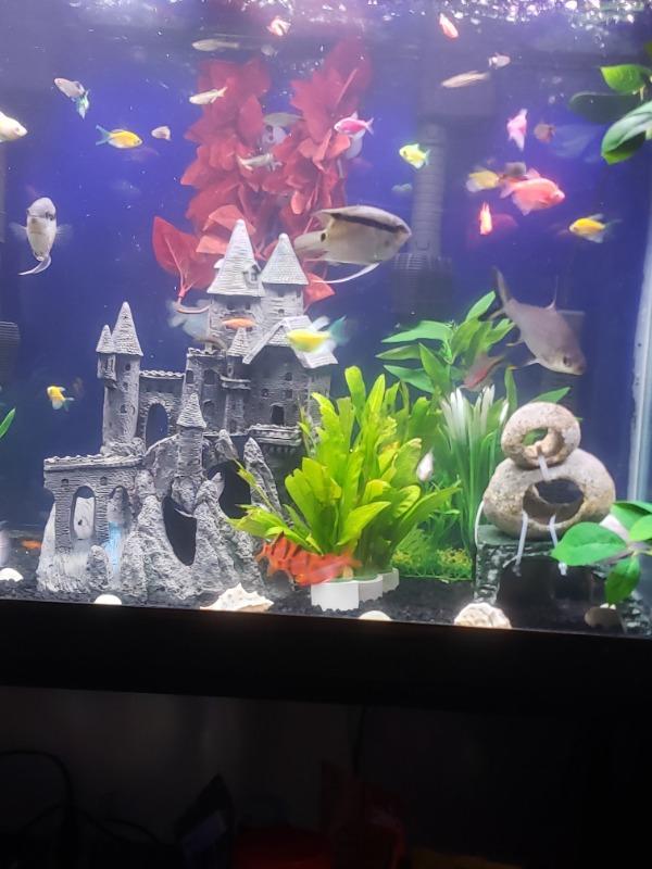 GloFish® Christmas Danio Set (5ct) - Customer Photo From Montrell Matthews