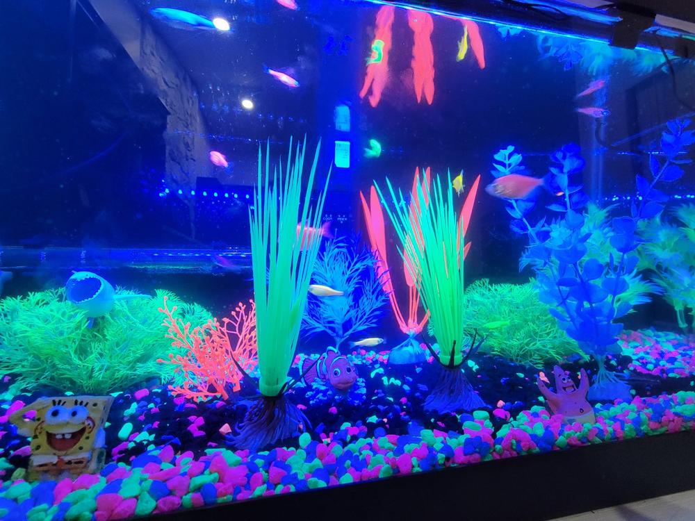 GloFish® Christmas Danio Set GloFish®