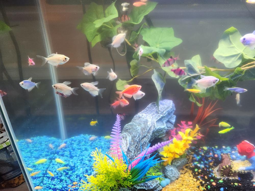 GloFish® April Fool