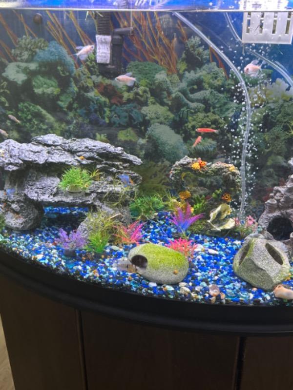 Starlight White Tetras (3ct) - Customer Photo From Anonymous