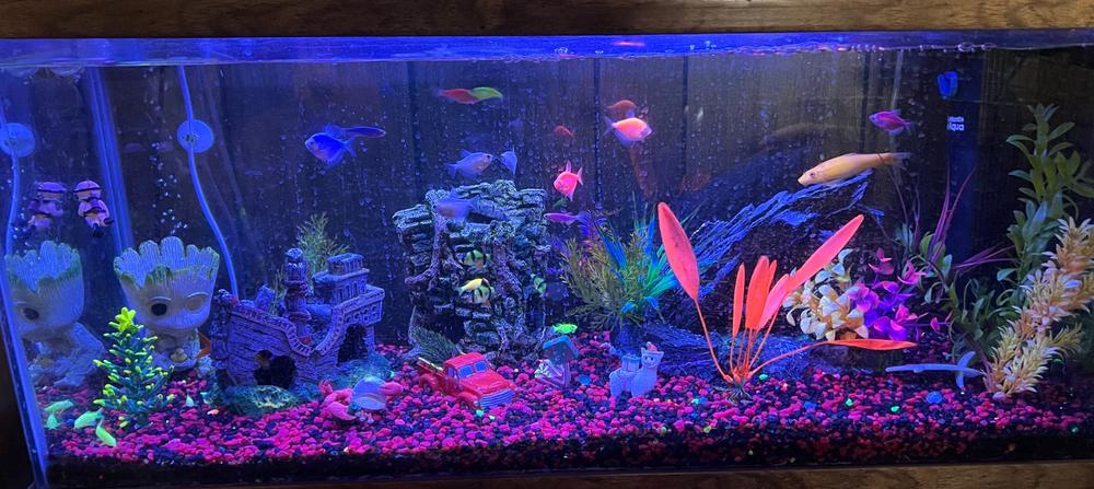 GloFish® Small Assorted Zebra Danio Add-on Collection - Customer Photo From Melinda Gros