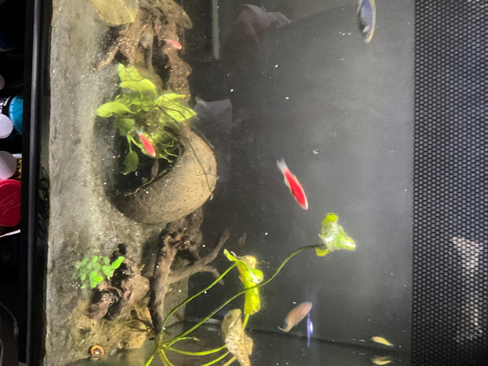 GloFish® Small Assorted Zebra Danio Add-on Collection - Customer Photo From Ali Sonel