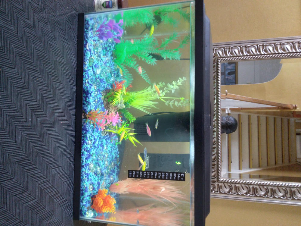 GloFish® Small Assorted Zebra Danio Add-on Collection - Customer Photo From Anonymous