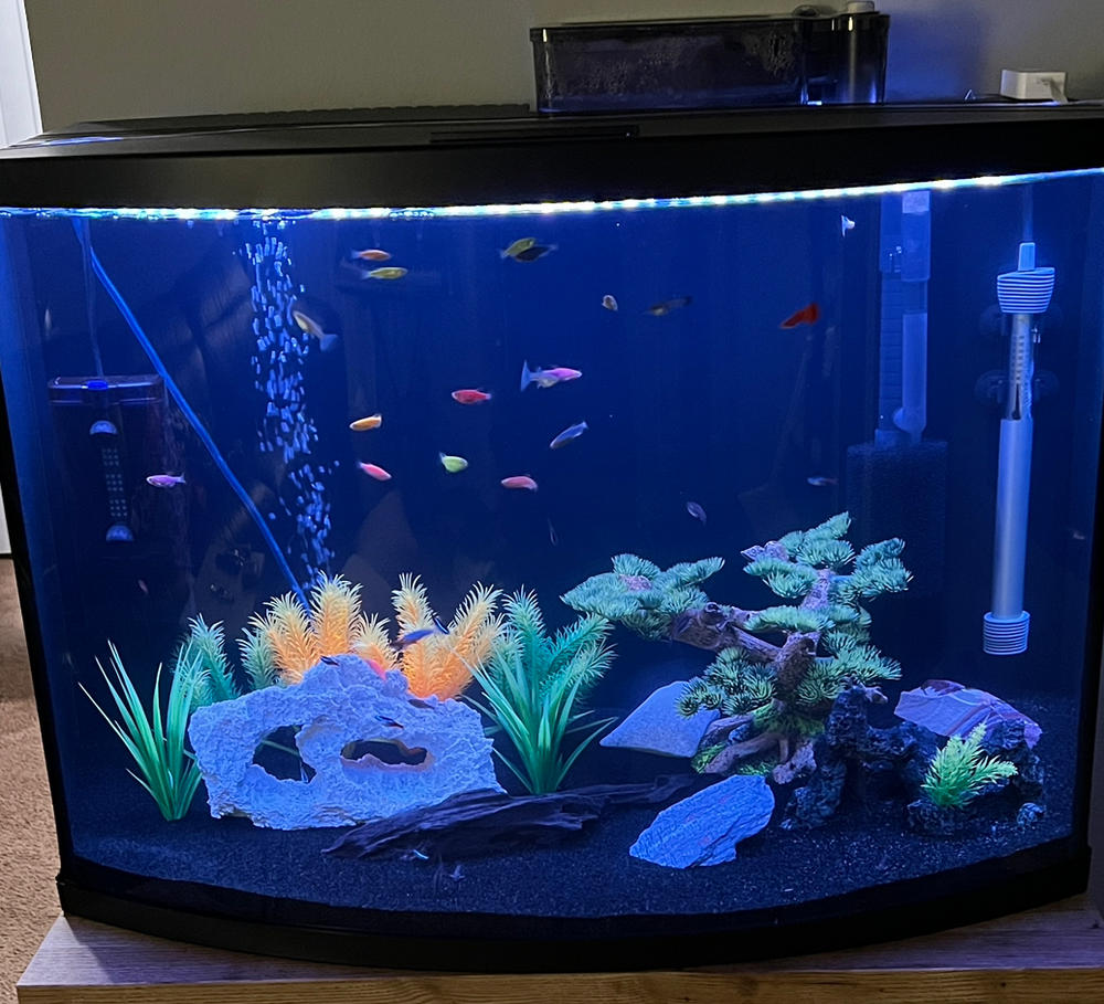 GloFish® Small Assorted Danio Add-on Collection - Customer Photo From Anonymous