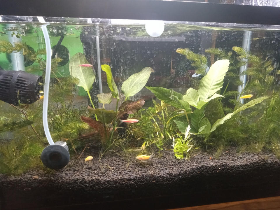 GloFish® Small Assorted Zebra Danio Add-on Collection - Customer Photo From Emily Bandow