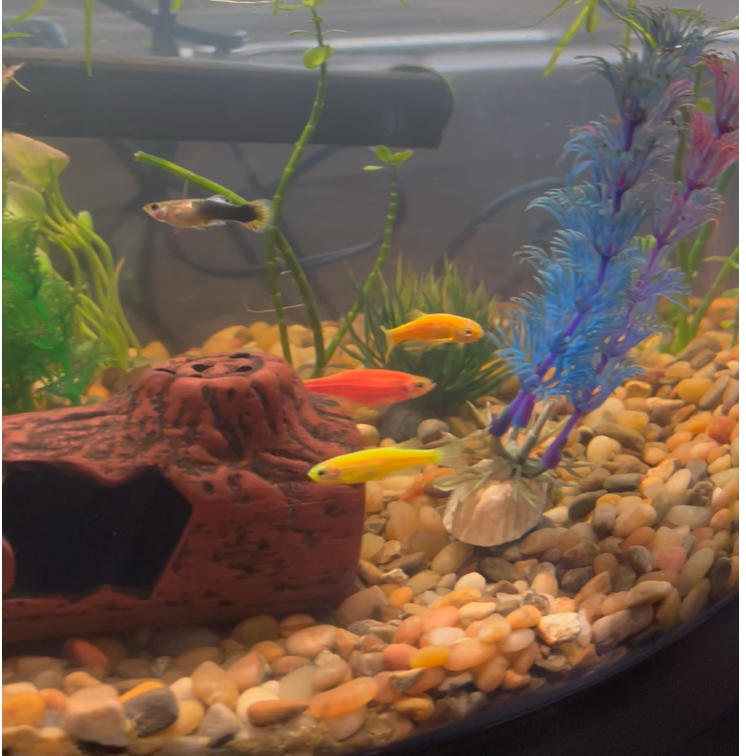 GloFish® Small Assorted Danio Add-on Collection - Customer Photo From Jodi Delman