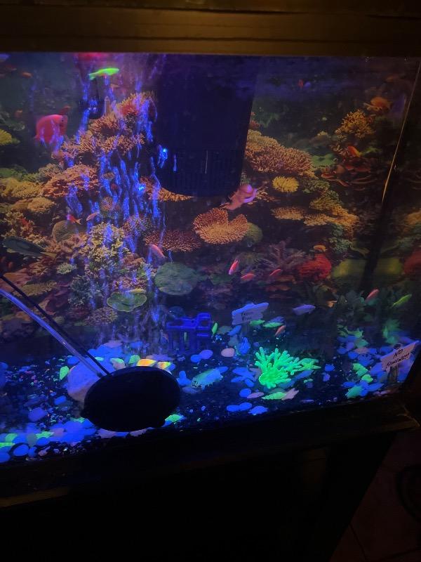 GloFish® Mixed Zebra Danio Set (5ct) - Customer Photo From Anonymous