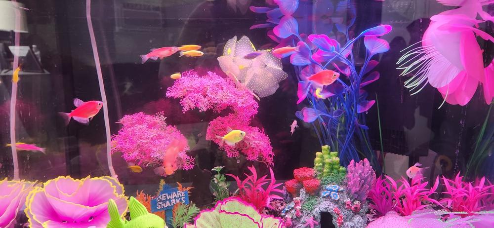 GloFish® Wafers 1.58 oz - Customer Photo From Gwendalyn Cole