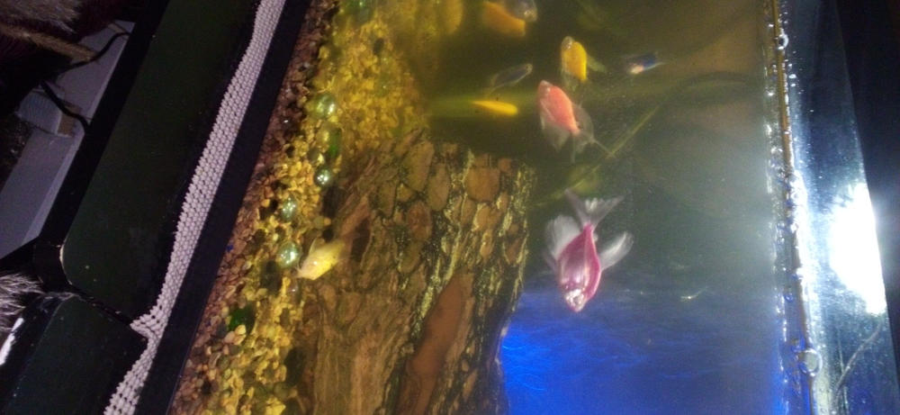 GloFish® Wafers 1.58 oz - Customer Photo From Loretta Williams