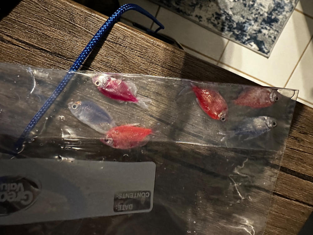 GloFish® Skirt Tetra Tulip Set (6ct) - Customer Photo From John Hosea