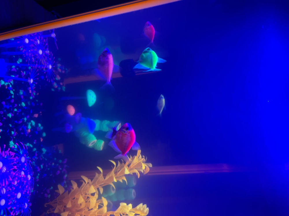 GloFish® Tetra Basic Assortment - Customer Photo From William Driscoll
