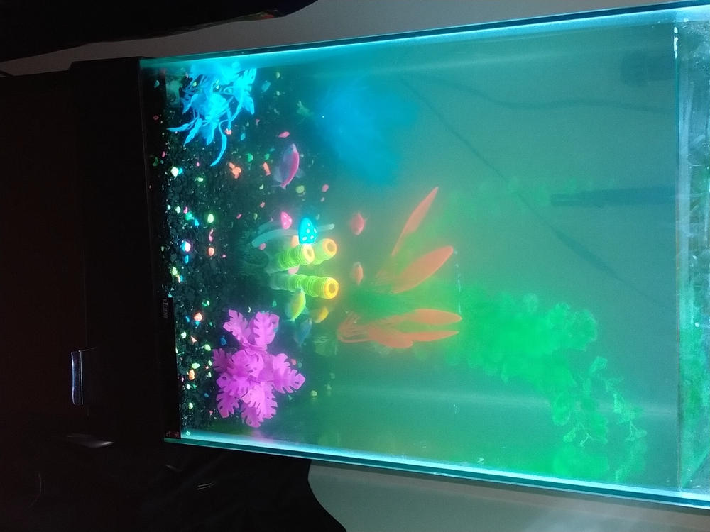 GloFish® Tetra Basic Assortment - Customer Photo From Simone Williams