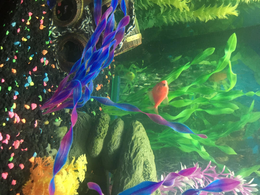 GloFish® Tetra Basic Assortment - Customer Photo From mike haggis