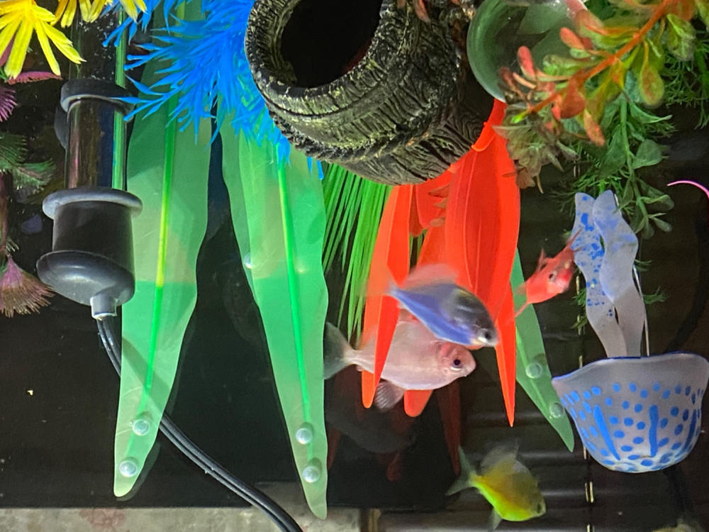 GloFish® Tetra Basic Assortment - Customer Photo From Terri Mullins