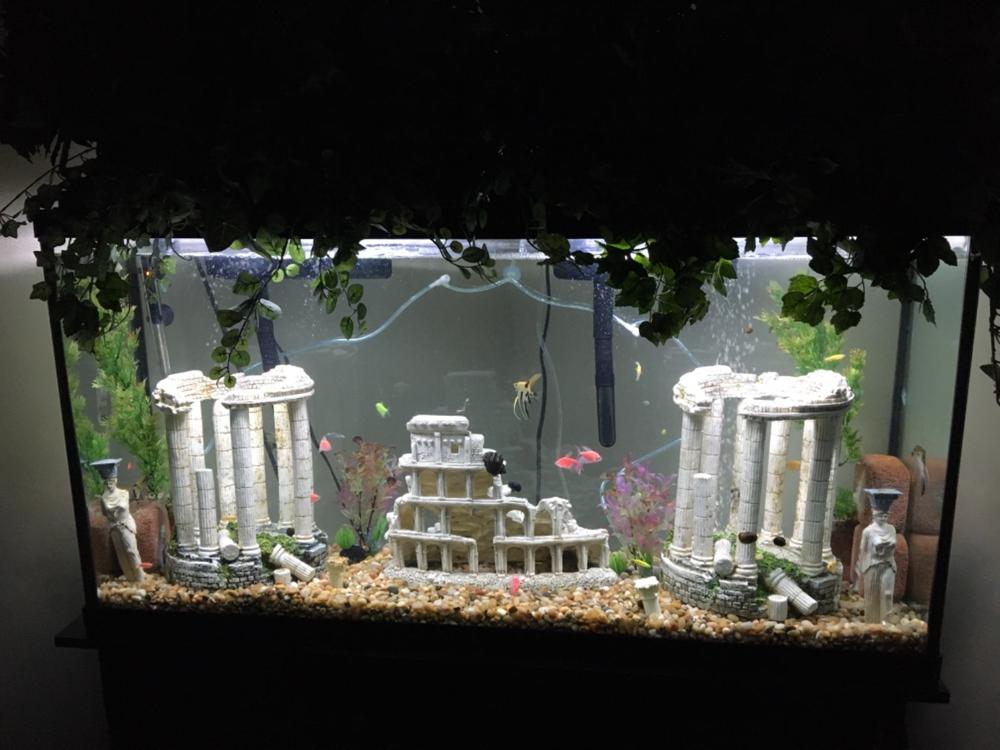 GloFish® Long-Fin Orchid Collection - Customer Photo From Mary Ryan