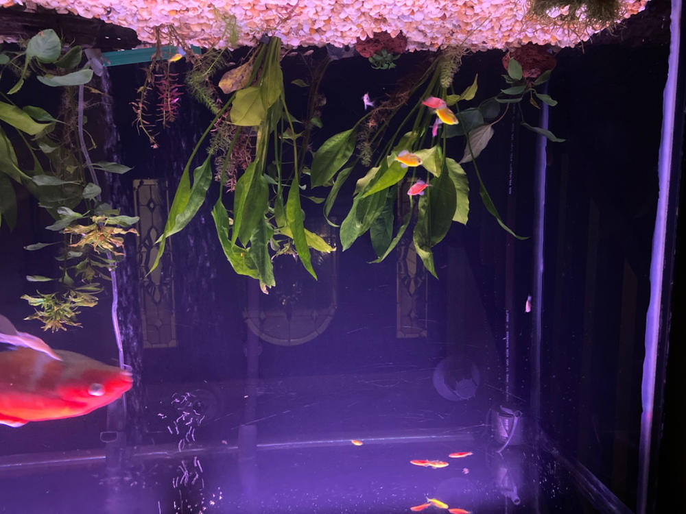 GloFish® Seasonal Collections - Customer Photo From Aaron Kleinberg