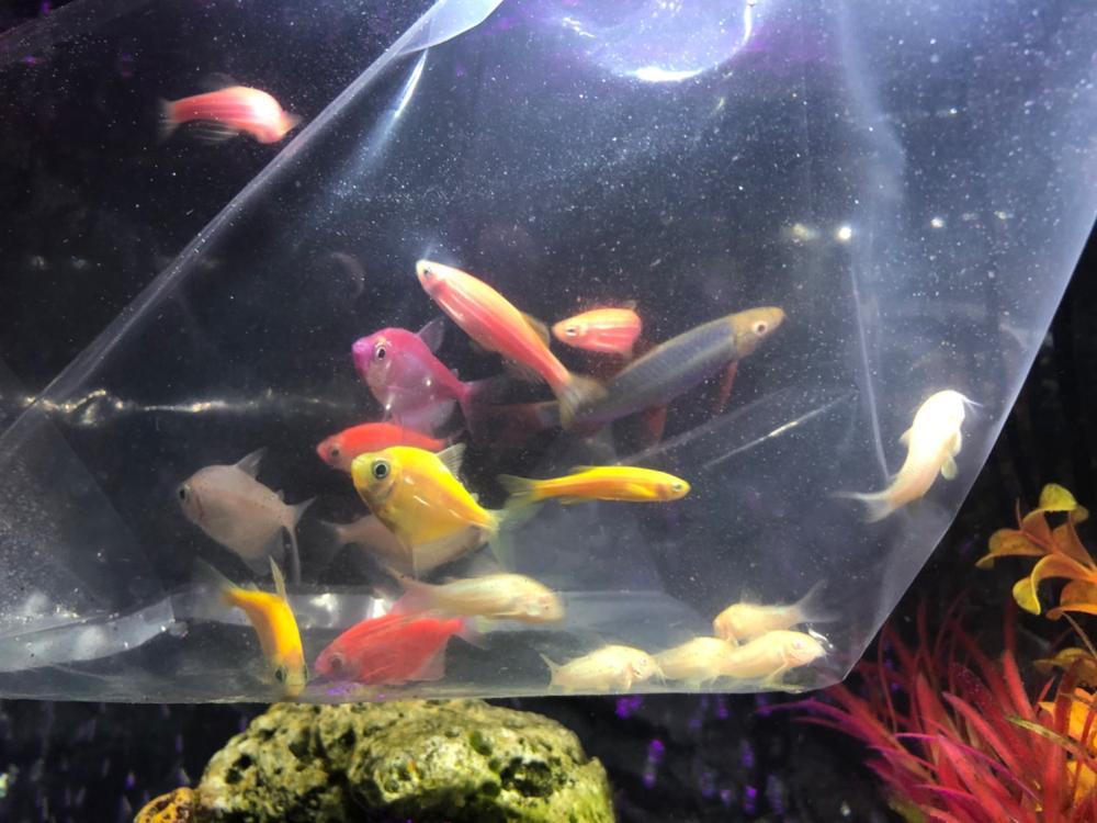 GloFish® Seasonal Collections - Customer Photo From Anonymous