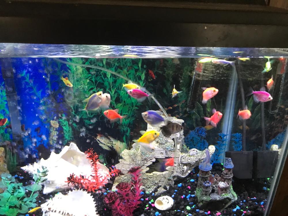 GloFish® Seasonal Collections - Customer Photo From Gordon Howe