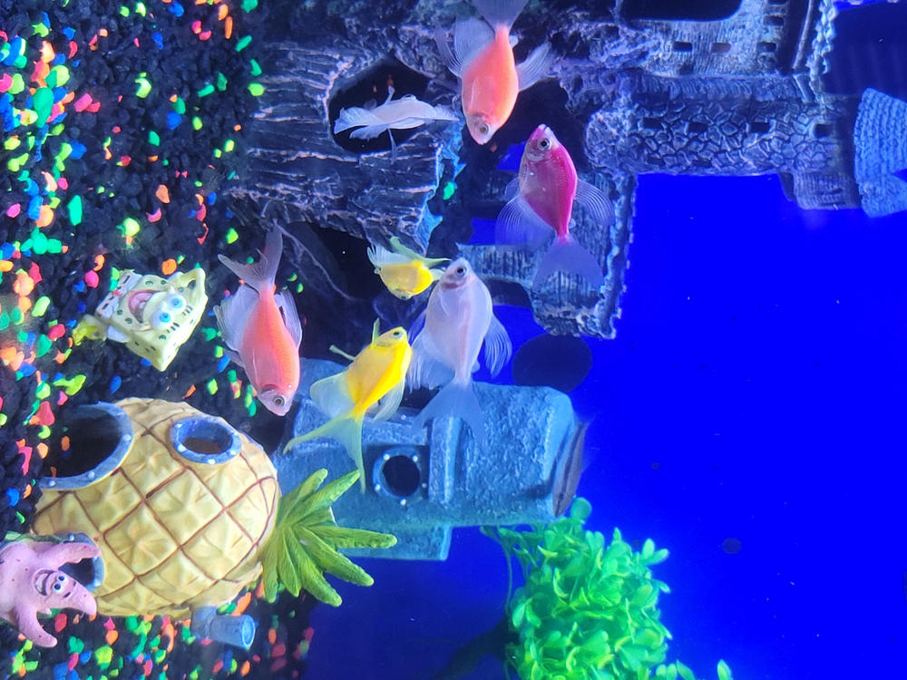 GloFish® Seasonal Collections - Customer Photo From Anonymous