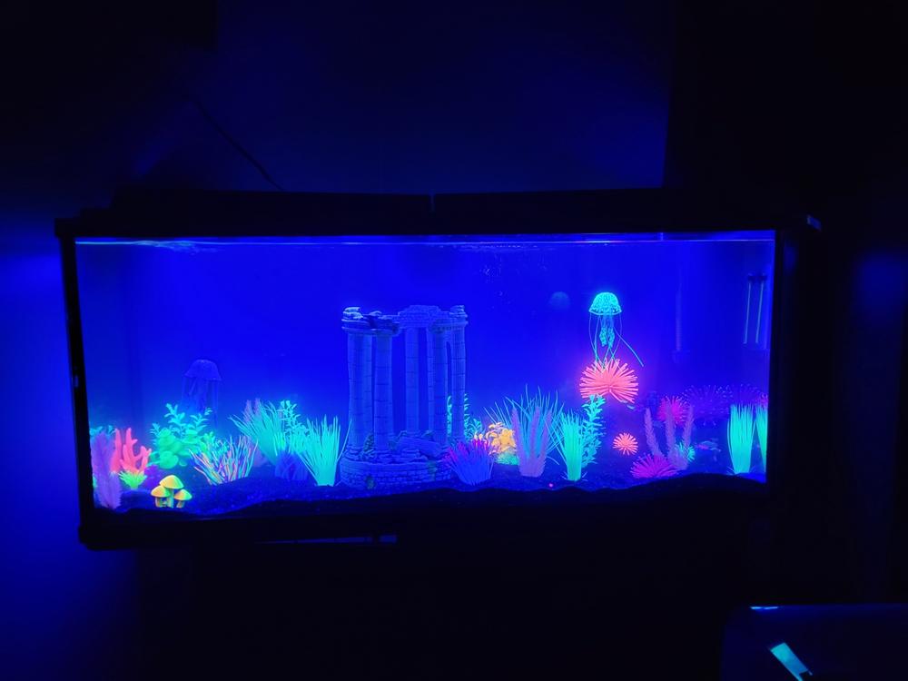 GloFish® Assorted Danio Dozen Collection - Customer Photo From Anonymous