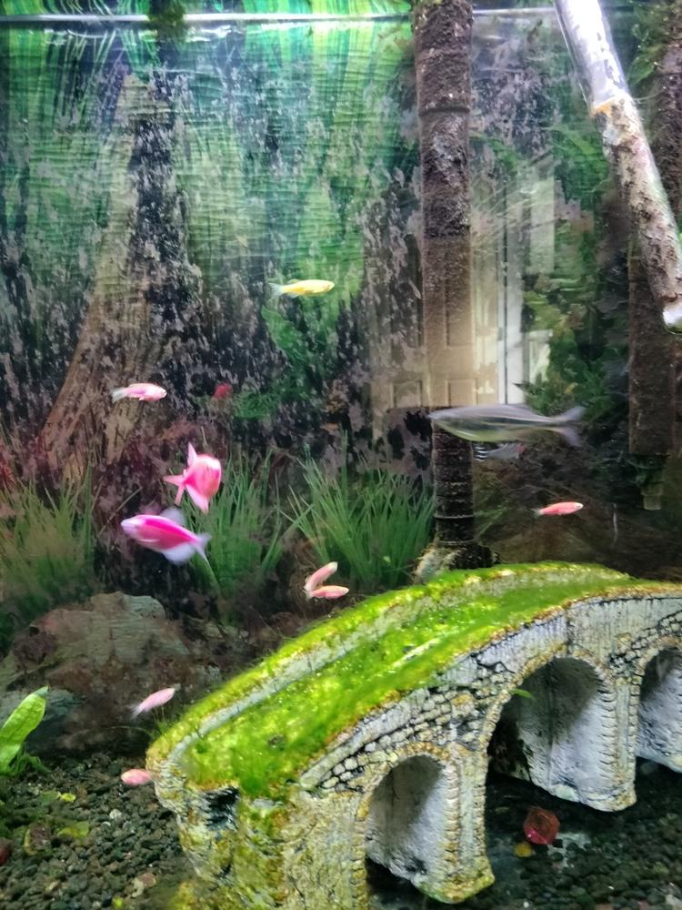 GloFish® Assorted Zebra Danio Dozen Collection - Customer Photo From Anonymous