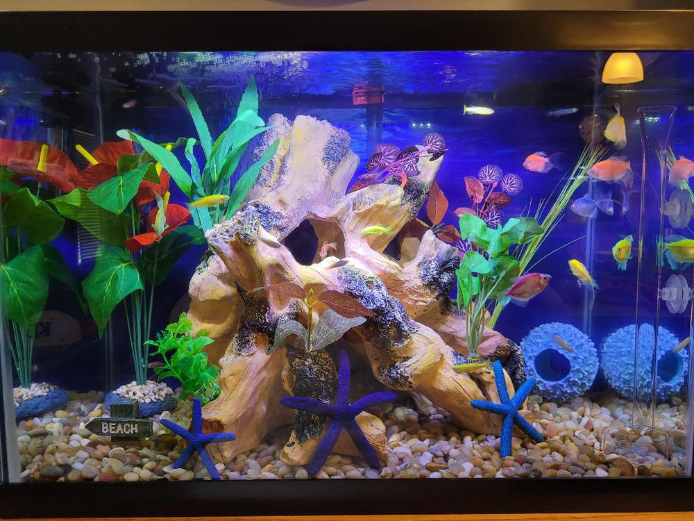 GloFish® Assorted Danio Dozen Collection - Customer Photo From Kristen Eyler